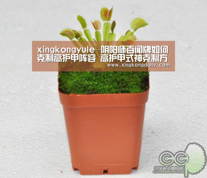 xingkongyule-阴阳师百闻牌如何克制高护甲阵容 高护甲式神克制方法(图2) xingkongyule-阴阳师百闻牌如何克制高护甲阵容 高护甲式神克制方法(图2)
